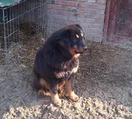 看上一条农村土狗,狗主人说是藏獒