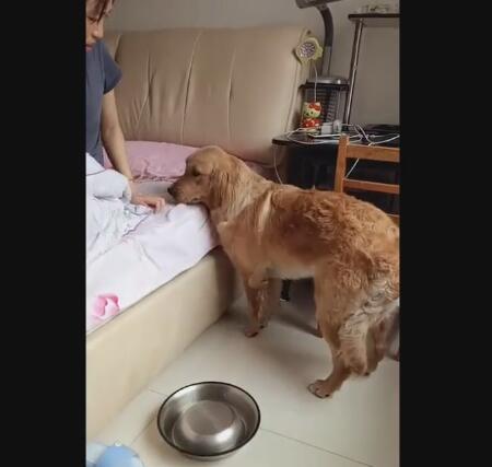 狗狗叼碗到床边讨吃碗落地的声音女主直接被吓醒过程好搞笑