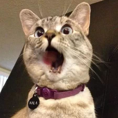 遛猫到底有多难?看完这些你就知道了!