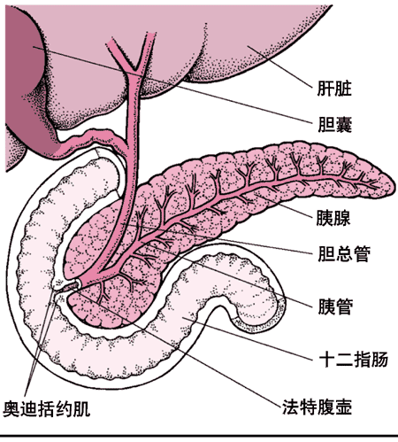 年轻女子一日三餐全靠外卖结果吃出胰腺炎到底是什么情况