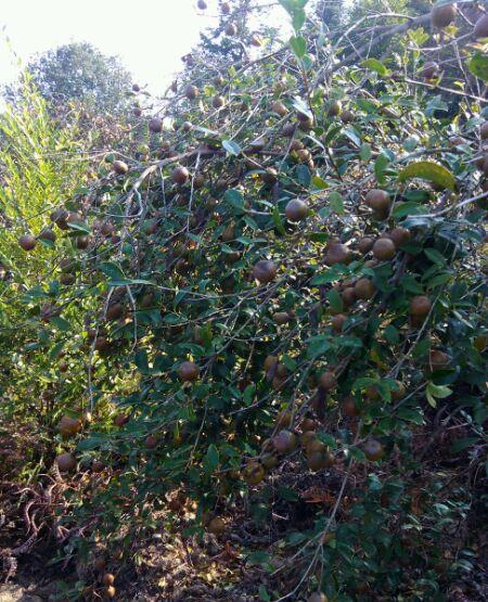 木子|木油|晚稻_新浪网