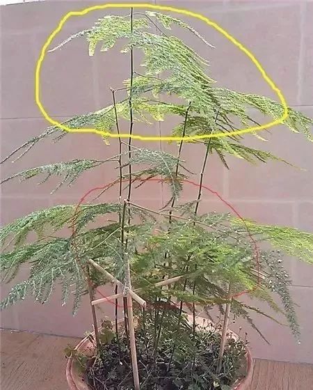 1,把文竹顶部徒长的枝条剪掉,这样会使其矮化,同时会促使侧枝发育.