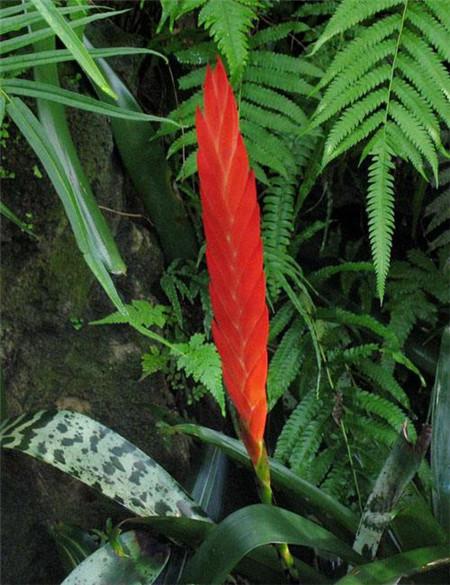 美丽的虎纹凤梨的水肥管理注意事项!