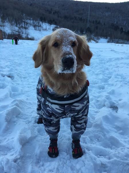 看看生活在东北雪地里的狗狗们就知道