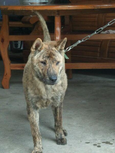 这些才是纯正的中国土狗最优秀的品种别觉得养土狗丢脸啦