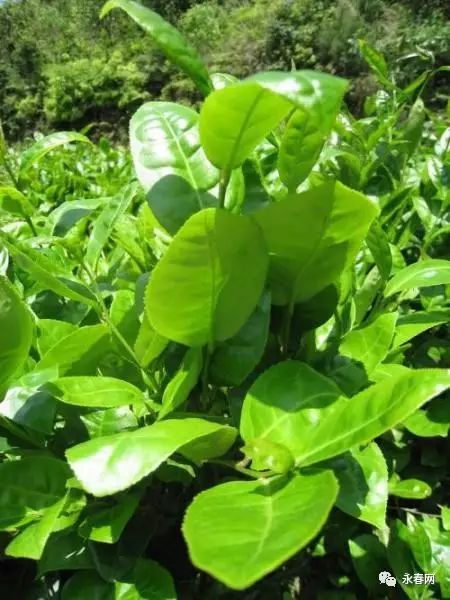 热烈祝贺永春林文溪蒲良宫王德露入选福建省非物质文化遗产