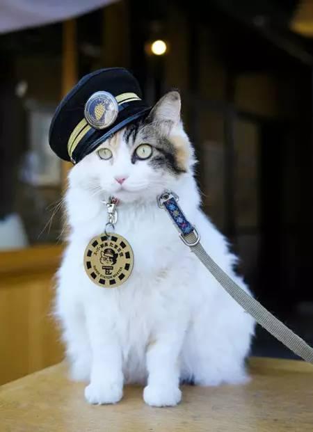 日本猫咪站长从不打理政务, 只睡睡觉晒晒太阳, 就让荒凉小站重生