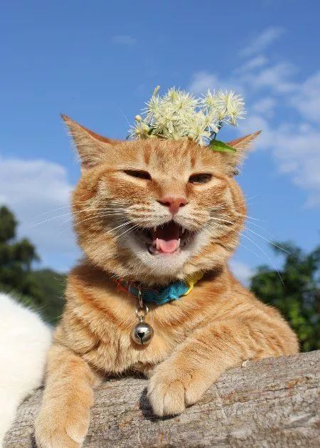 动物的微笑,萌翻了!