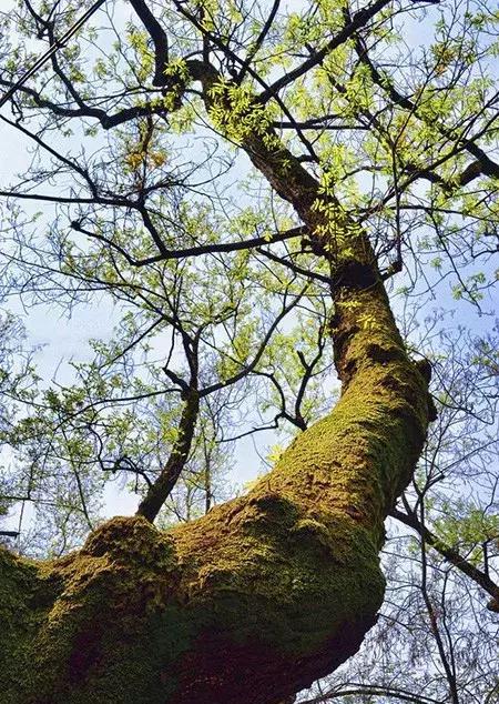 居家景观丨家种梧桐树自有凤凰来