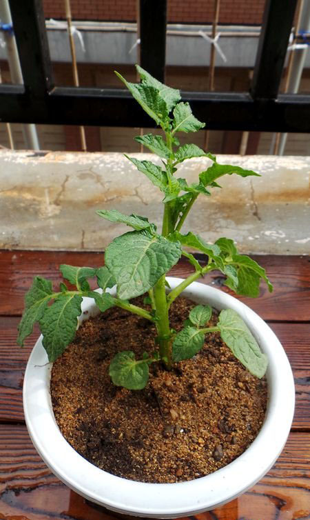 大叔把番茄嫁接到土豆上