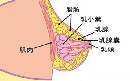 乳核在什么位置图片图片