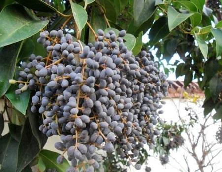 名字很文艺的农村野果,长得像葡萄,一斤卖15元,却少有人敢吃