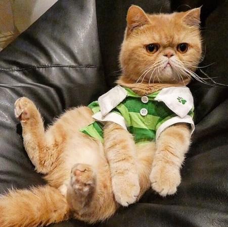 圆脸猫大叔坐打嗑睡,深情回眸大白虎:还不睡呀?