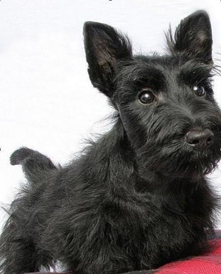 超全世界犬种介绍你要的狗狗资料都在这里了