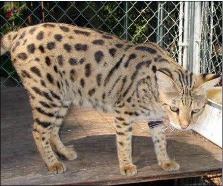 外表很奇异,没有一点是像藏獒,但据主人引见,这猫跟平常慵懒的猫咪不