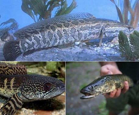 海鳝:其体型较长,根据生长环境不同,体色多变,身上带有不同的条纹和