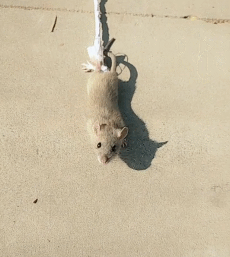 主人训练猫咪捉老鼠,把老鼠绑起来,猫咪淡定不捉!