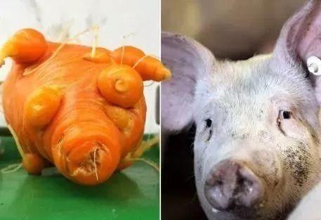 萝卜猪,太形象了!