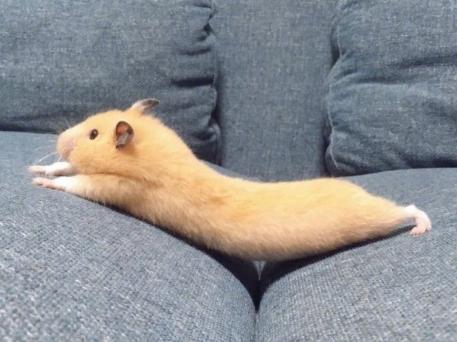 仓鼠的可爱图集从小到大都那么萌