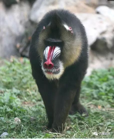 山魈凭借一张奇怪脸庞,凶狠起来能吓退狮子花豹等猛兽