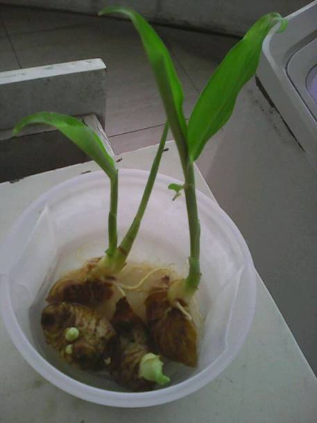 婆婆把发芽的生姜丢水里没多久长成了盆栽简直美翻天了