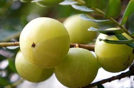 农村这种小野果,都抢着摘舍不得吃,卖到市场上千元一斤