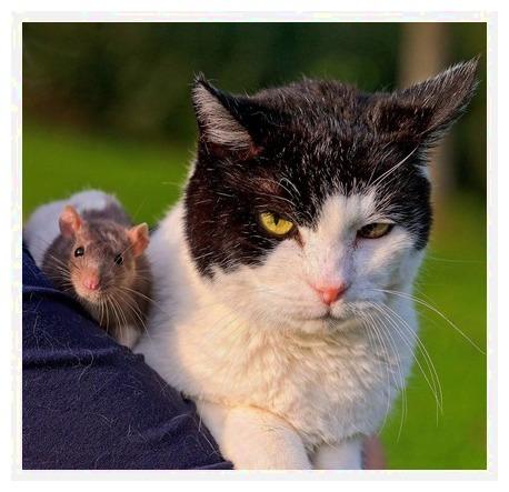 看着通体雪白的老鼠,猫咪宝贝得不得了,伸出爪子轻轻抚摸着老鼠的毛