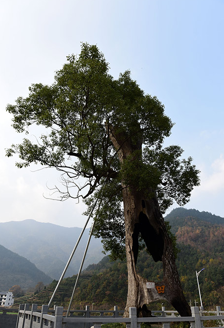中国第一大树图片