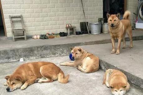 秋田犬|土狗|回娘家_新浪新闻