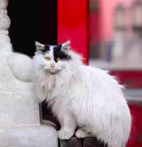 住在故宫里的喵星人,收服了ㄧ群游客～"鳌拜"本尊很亲民啊(伙食还不错