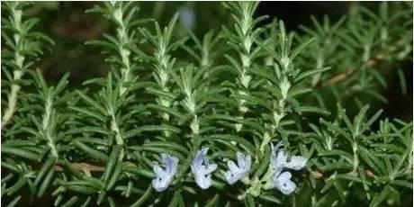 并期待着给予正面的回应;或者是在婚礼中把编织成头冠戴在新人的头上