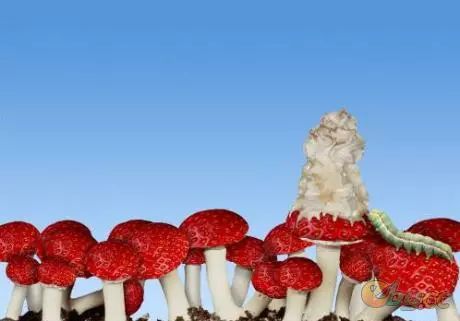 太神奇了吧|眼睛|草莓|香蕉_新浪新闻