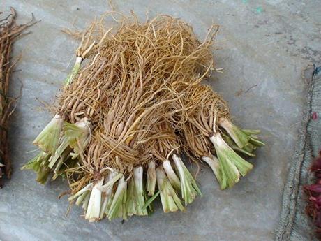 葱须你都扔了?那就错了!原来它还有这些功效!