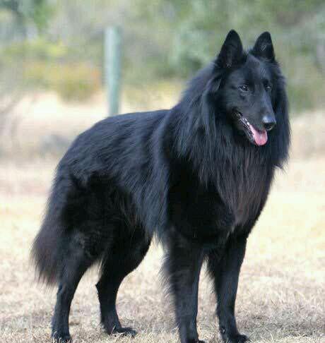 来自比利时的护卫犬(烈性犬):军队中流砥柱,完成度极高的犬种