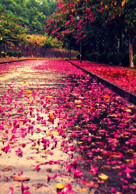 诗意飘香一朵落花,落于心间几许柔情,静守流年逝去,有一些年华