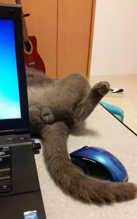 在旁边熟睡的猫忍不住戳了一下它的蛋蛋可它确实这样的表情