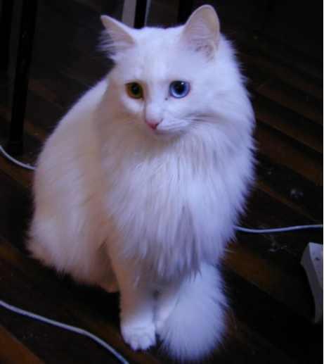 谁是猫界奥黛丽赫本波斯猫与布偶猫哪一种比较可爱