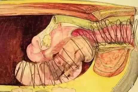 图文教你如何正确的用手掏猪|分娩|仔猪|母猪_新浪新闻