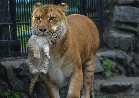 狮虎兽和狮子的后代叫狮狮虎谁是世界上最大的猫科动物