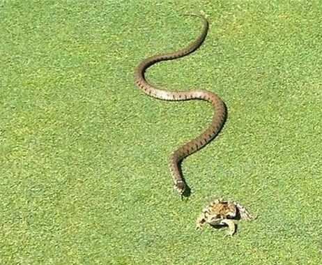 青蛙和蛇在草地上厮杀,小伙躲在一旁偷看,结果让他出乎意料