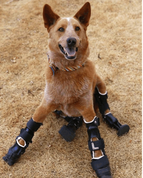 四肢折叠犬改造图片