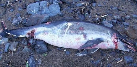 海豚|动物|老人_新浪网