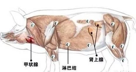 其中最毒的是第三种…|牛肉|肉类|有害_新浪网