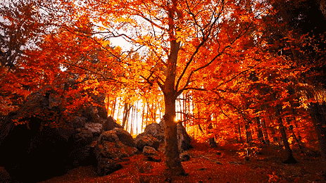 463_260gif 动态图 动图