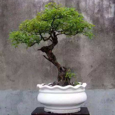 如何给黄荆盆景造型黄荆盆景修剪缩叶的方法有哪