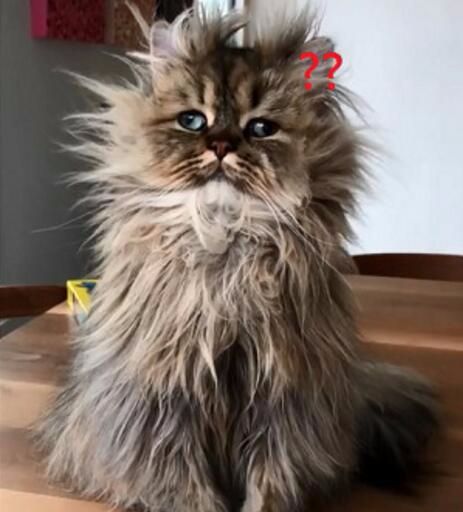 刚跨完年一觉醒来发现猫咪全身炸毛了可爱模样让人笑喷