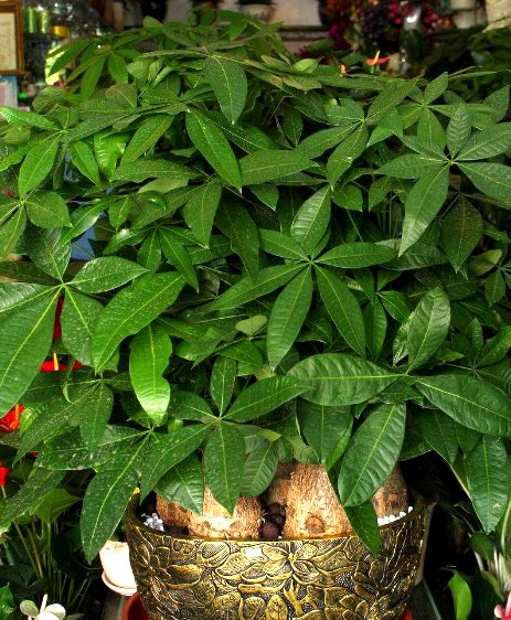 所以冬季我们首先要把发财树搬到室内养护,春季4月份后再移到室外阳台