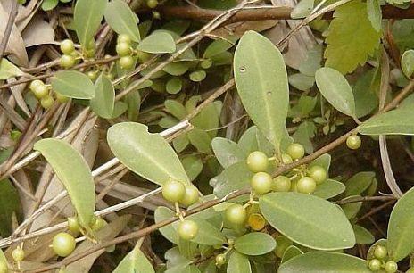 农村山里这种树,叶子果子都能吃,有补血功效|实用中草药图典|果子