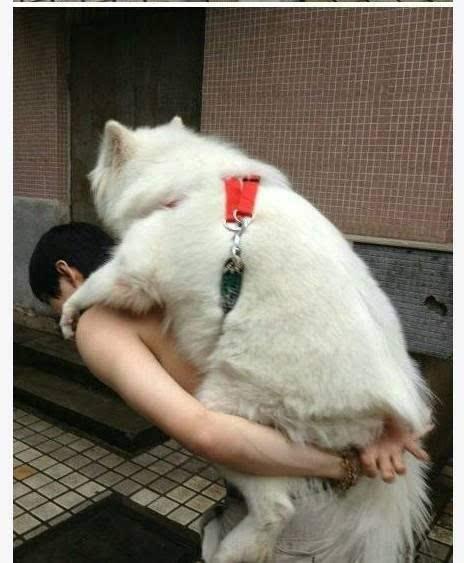 再苦不能苦狗子,为了保护狗狗,这些主人真是操碎了心