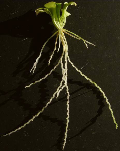 食虫植物系列:螺旋狸藻的"迷宫陷阱"